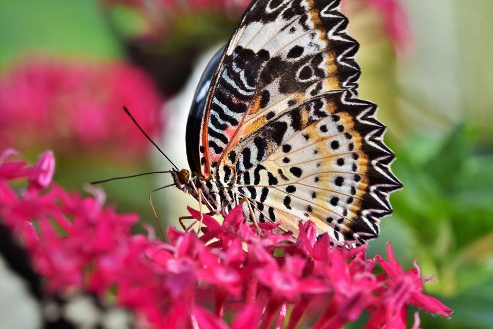 Philly Butterfly Festival - Butterfly Release